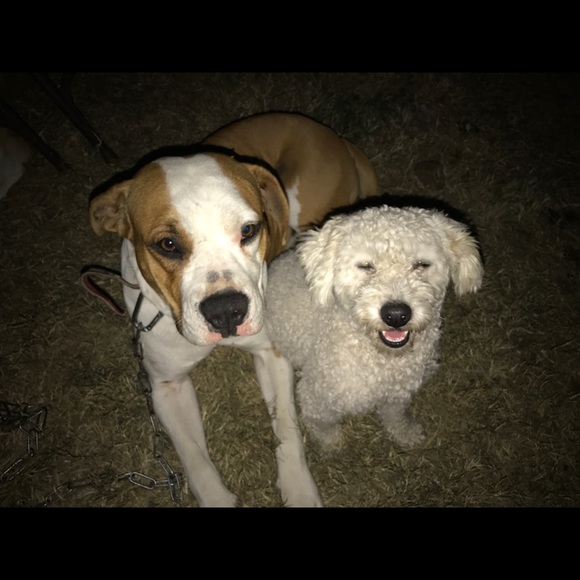 ""OUR RESCUES DOGS " - Picture 8 of 13